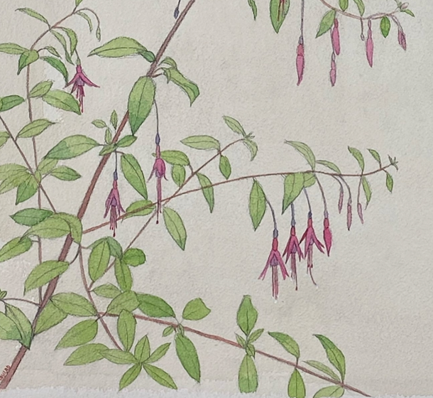 Fuchsia