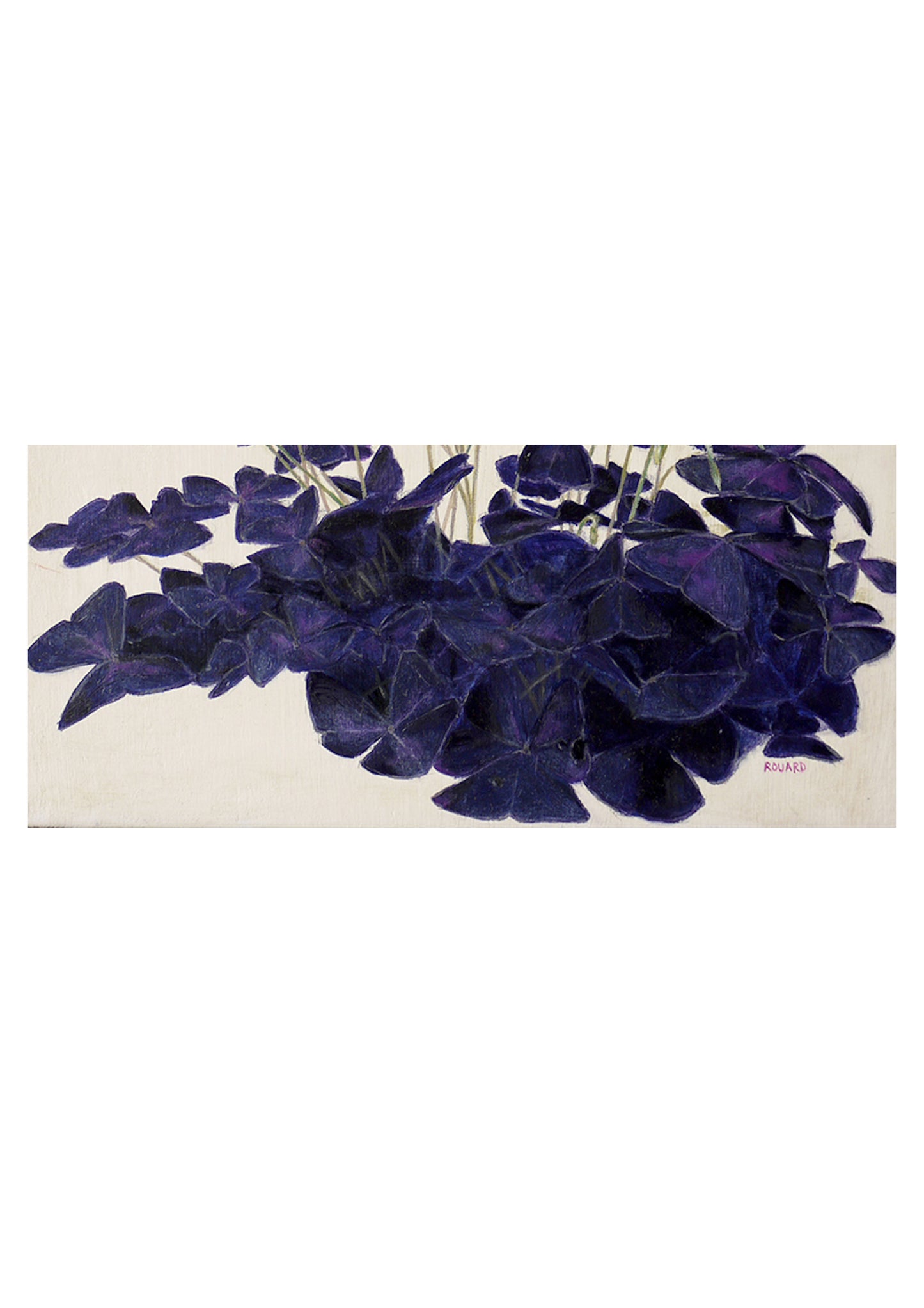Oxalis