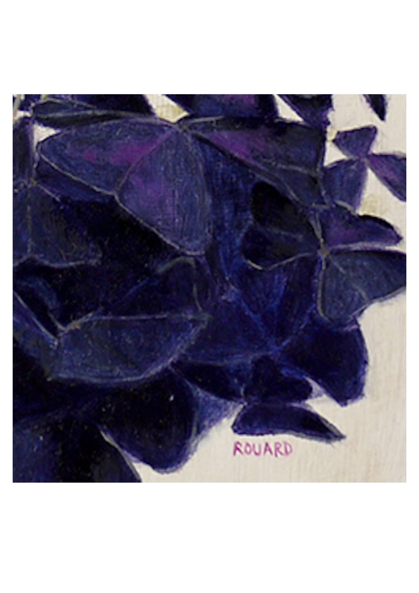 Oxalis