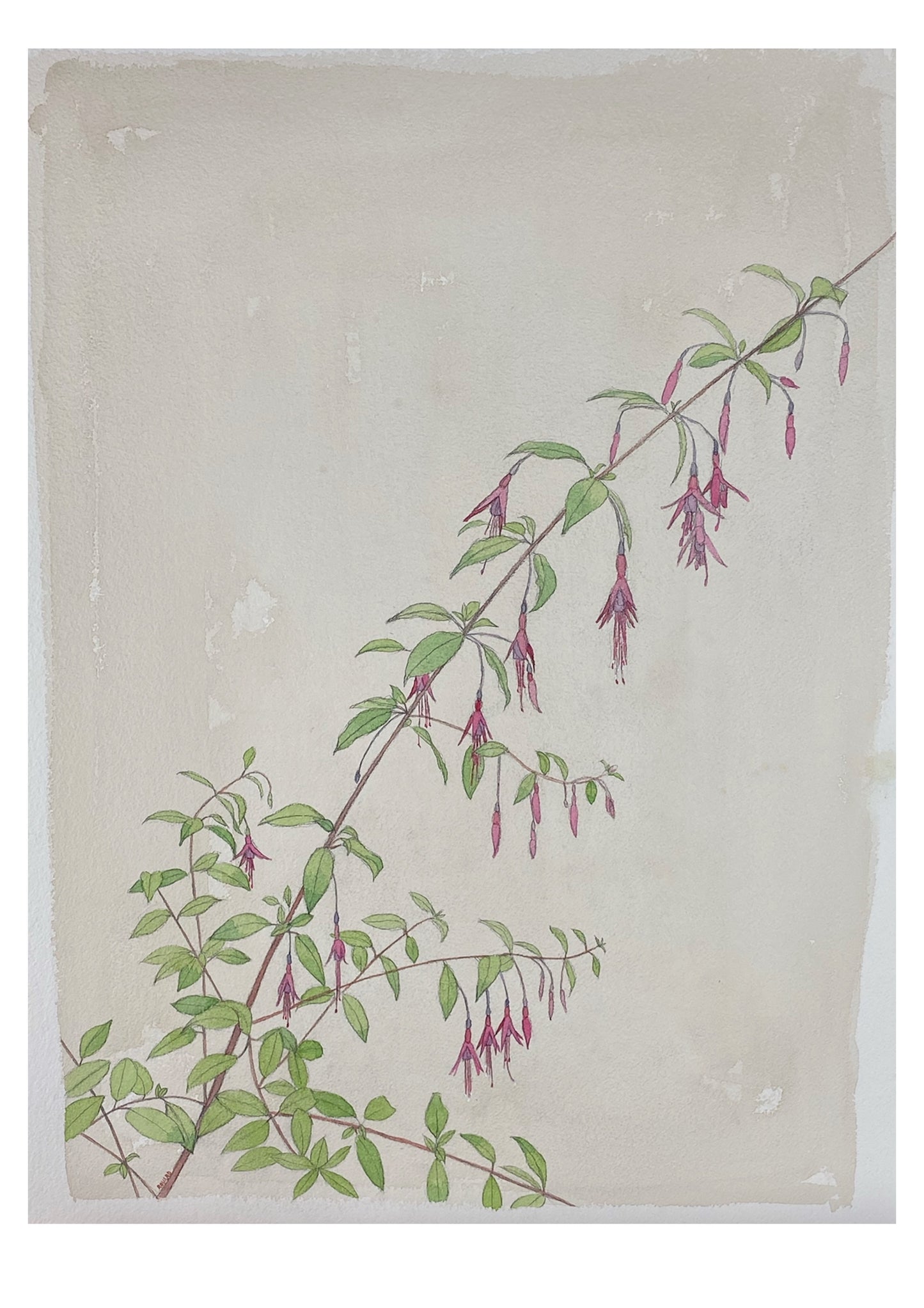 Fuchsia