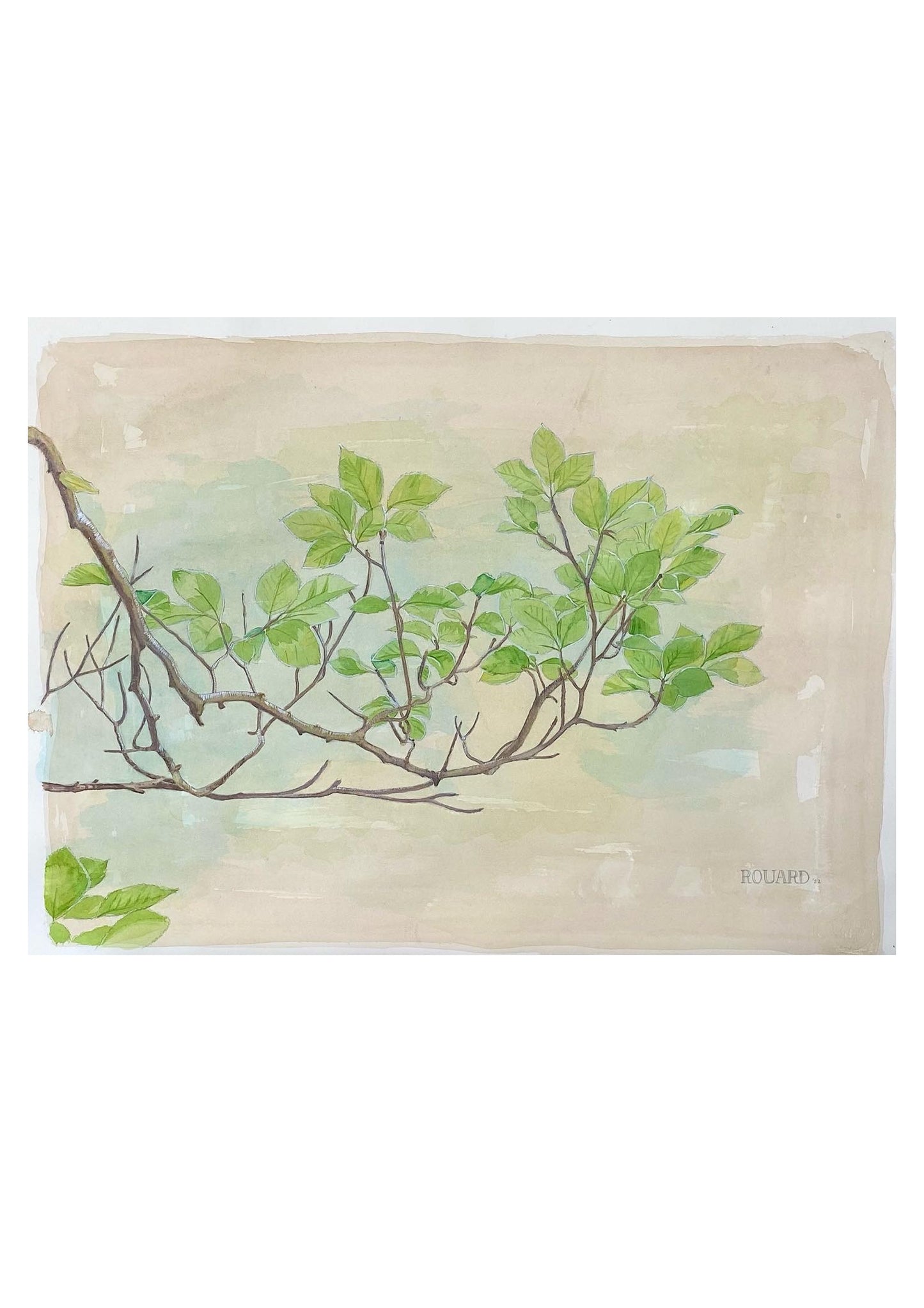 Branch