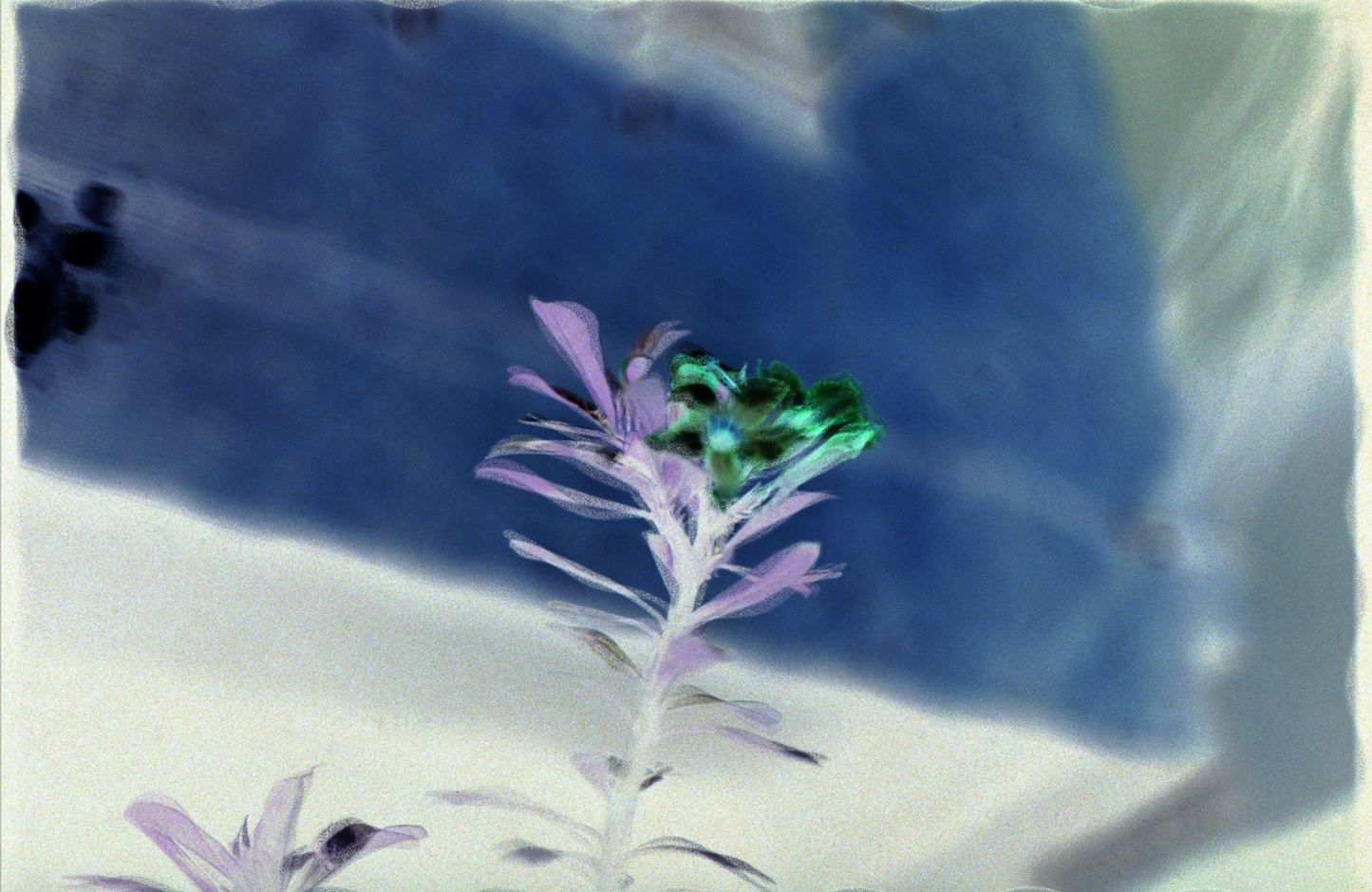 Motel flower at night