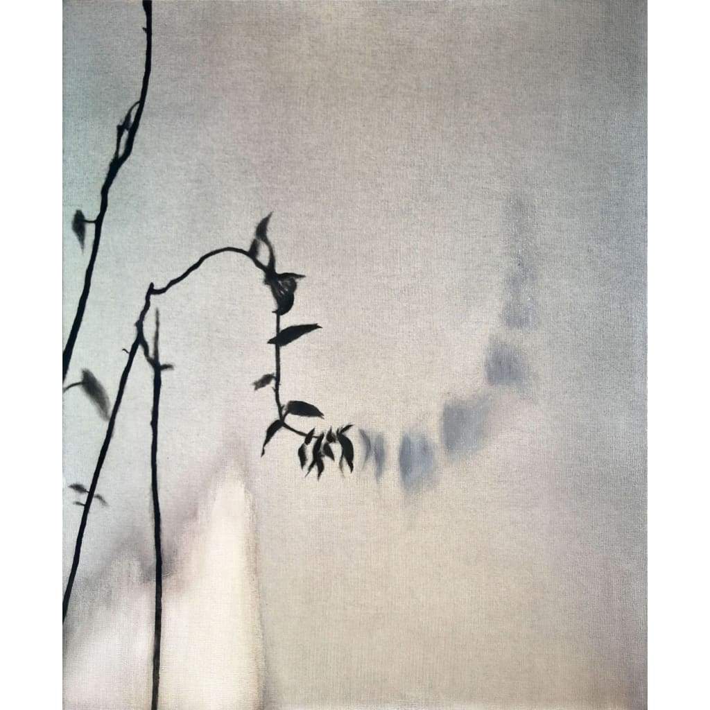 Bergonia maculata - The Curators