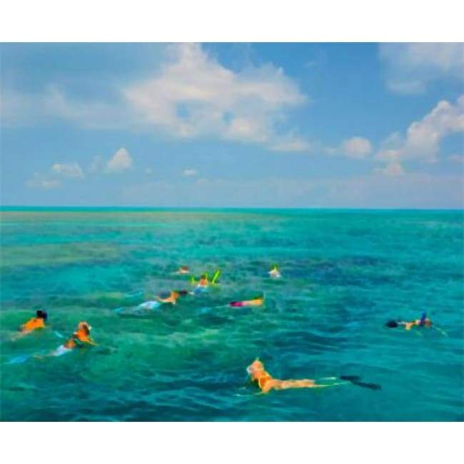 Snorkeling - The Curators