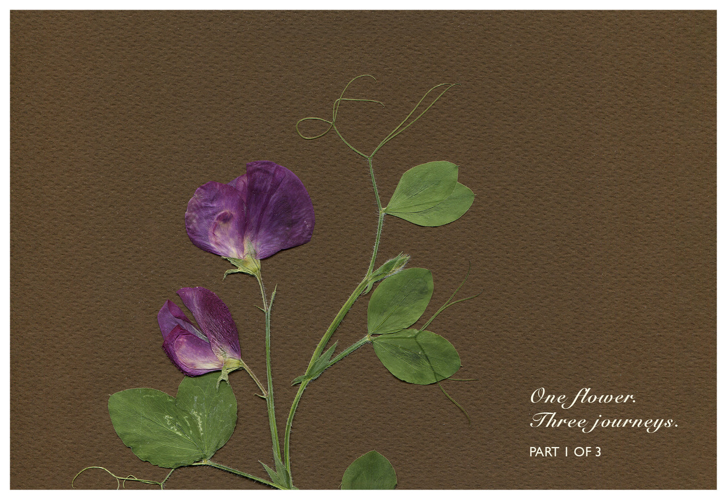 Merav Cohen — Correspondances #1 — original postcard artwork