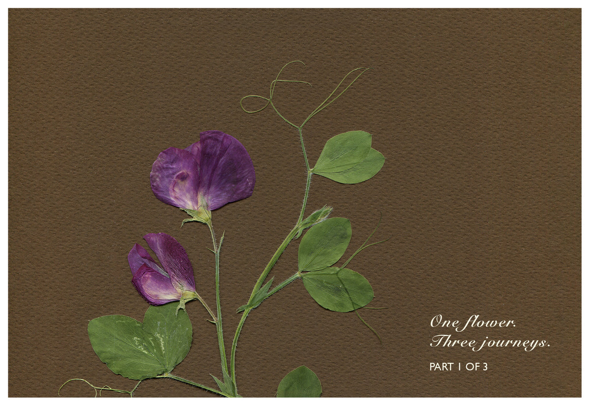 Merav Cohen — Correspondances #1 — original postcard artwork