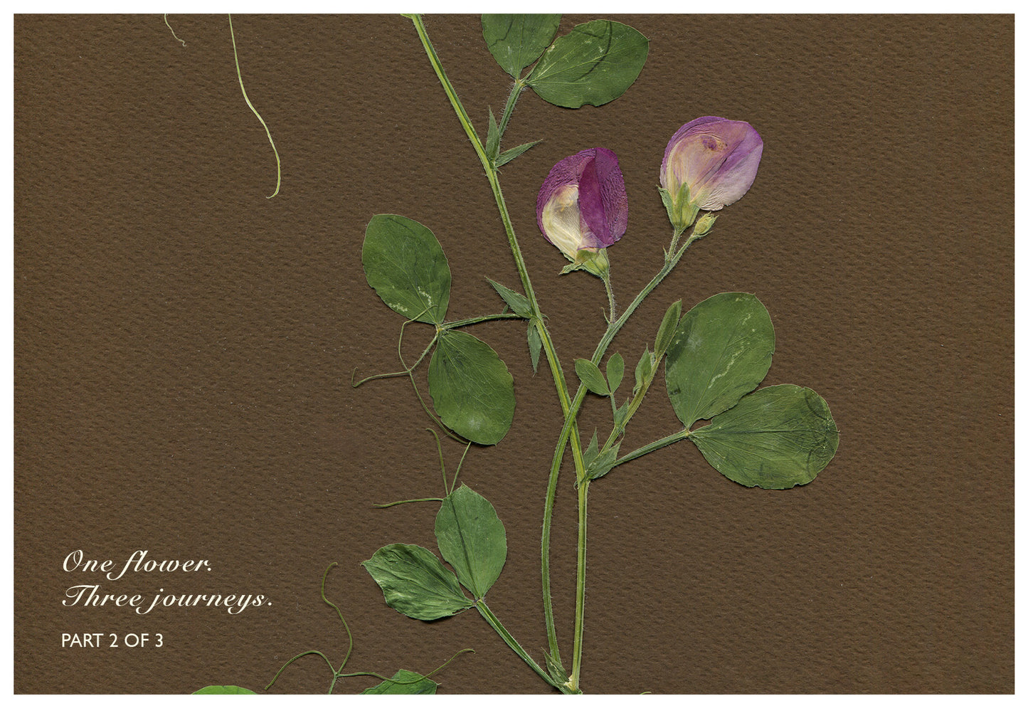 Merav Cohen — Correspondances #2 — original postcard artwork