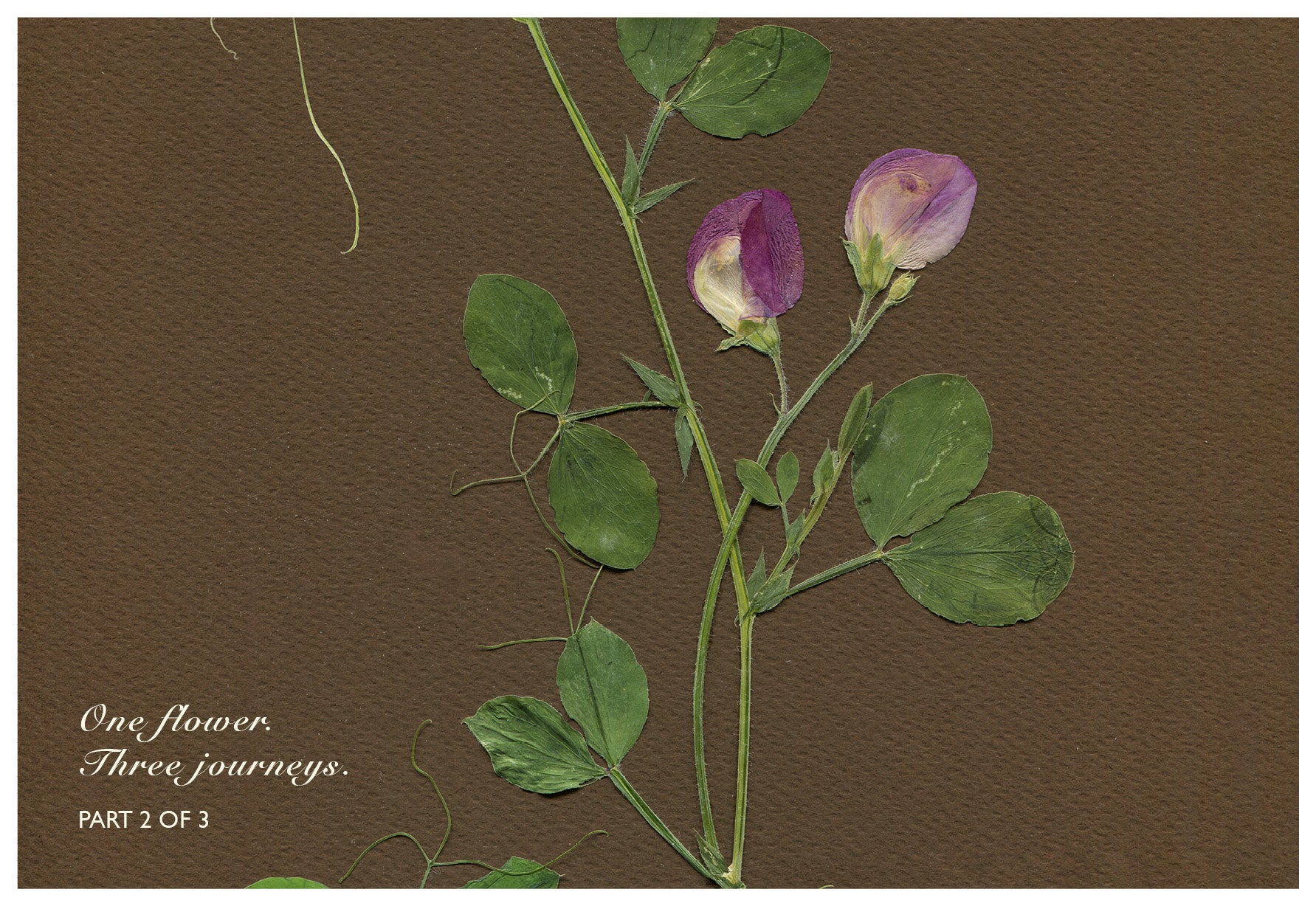 Merav Cohen — Correspondances #2 — original postcard artwork