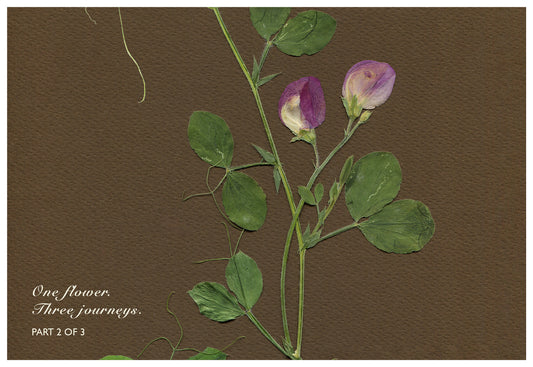 Merav Cohen — Correspondances #2 — original postcard artwork