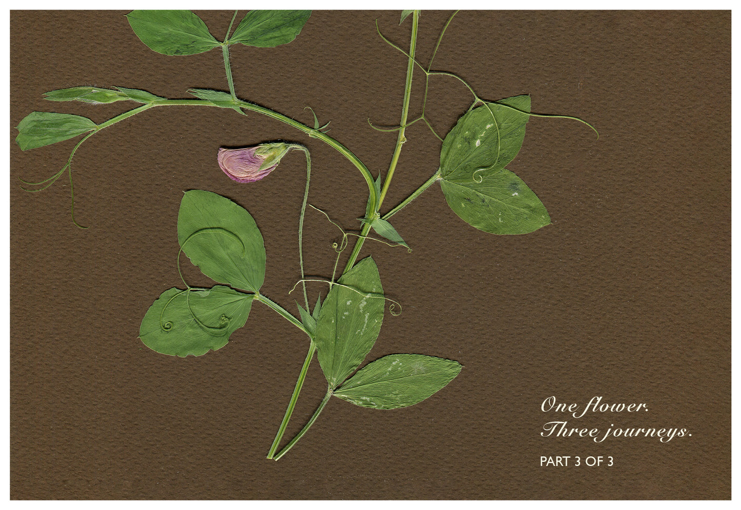 Merav Cohen — Correspondances #3 — original postcard artwork