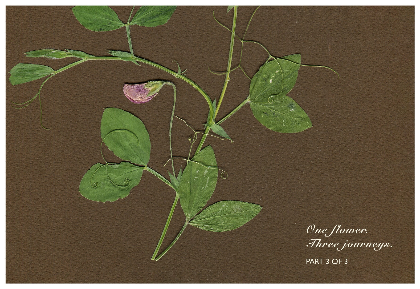 Merav Cohen — Correspondances #3 — original postcard artwork