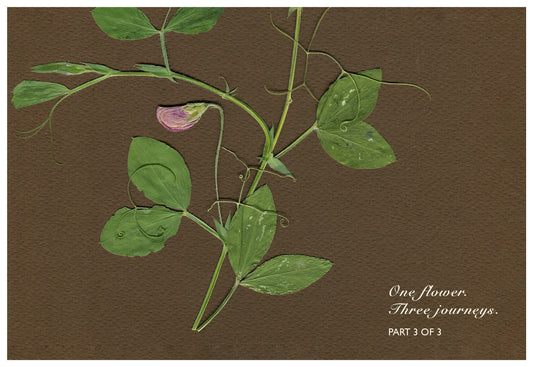 Merav Cohen — Correspondances #3 — original postcard artwork