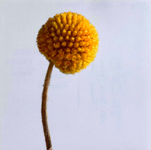 Tinne Stender — Correspondances #1 — original postcard artwork