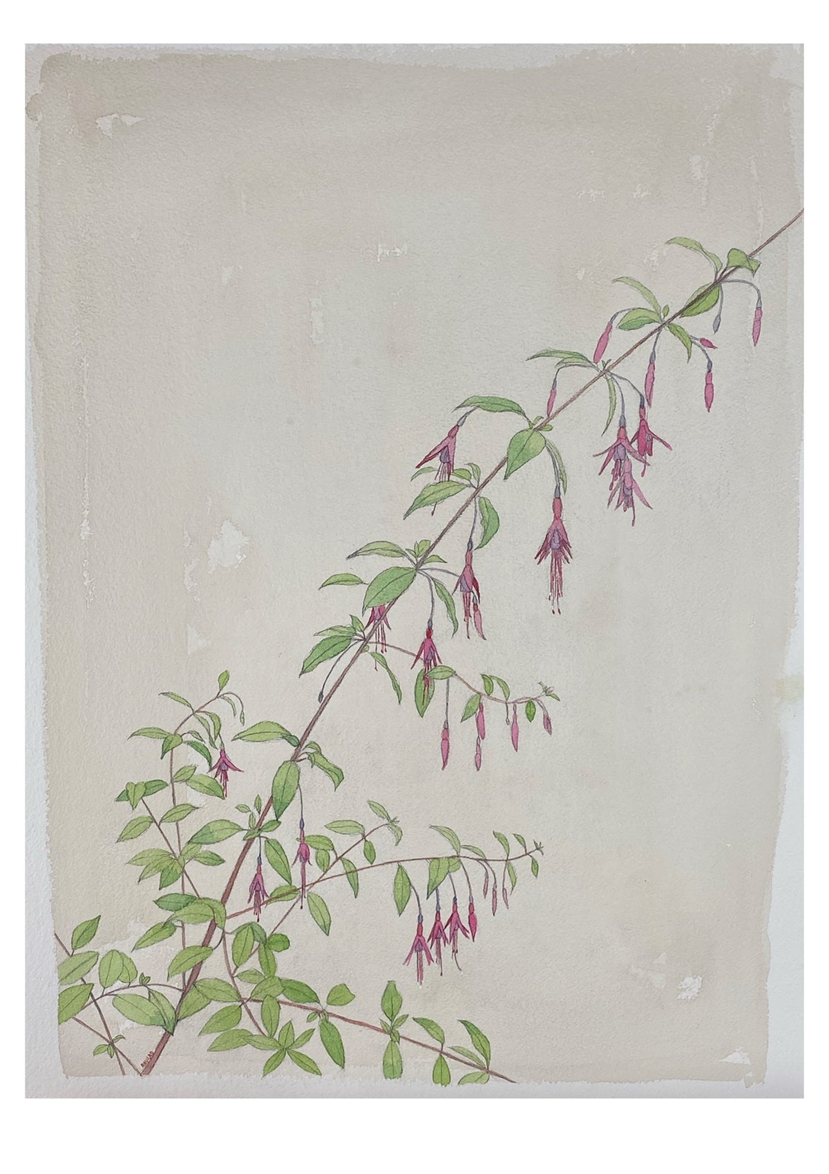 Fuchsia