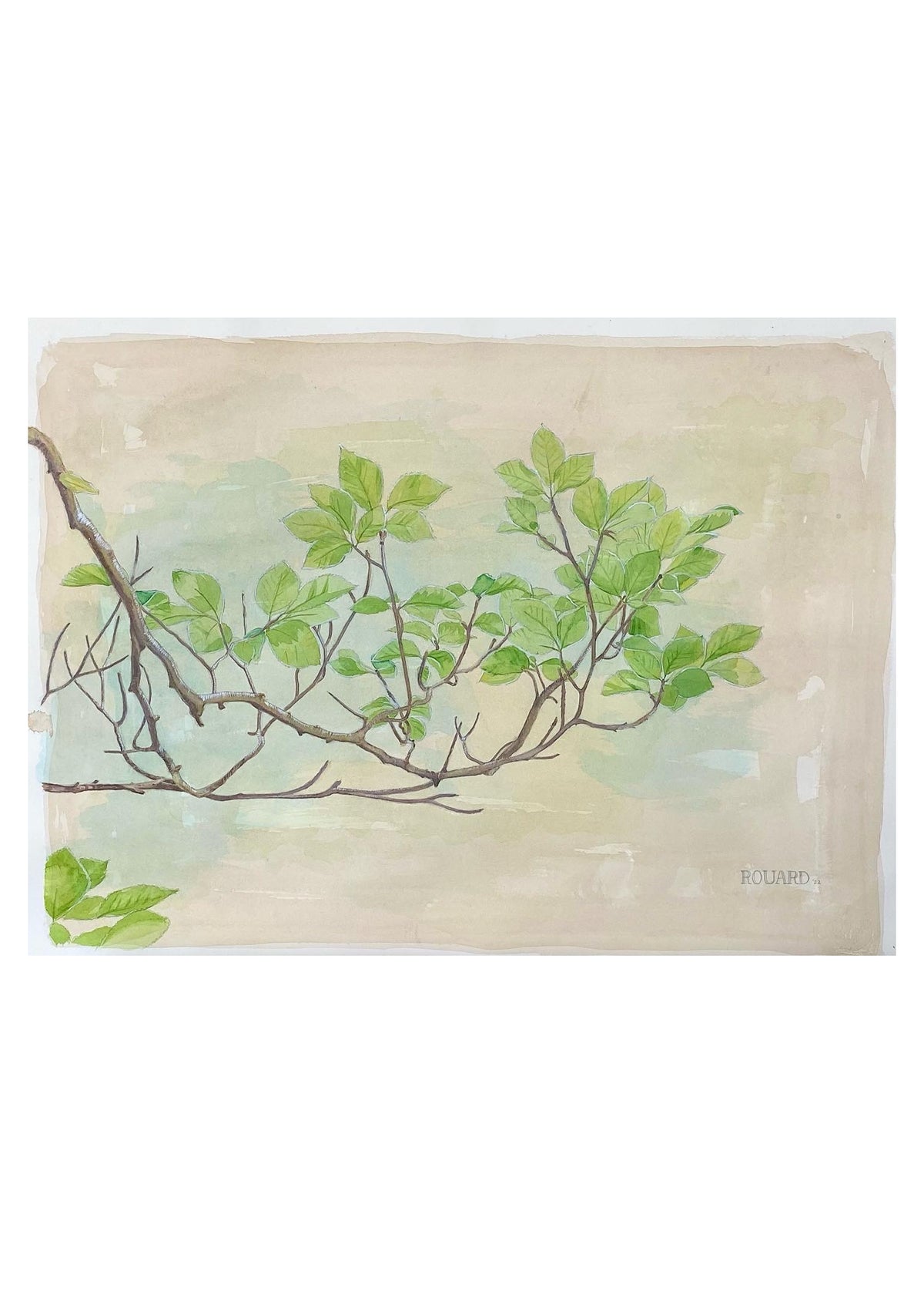 Branch