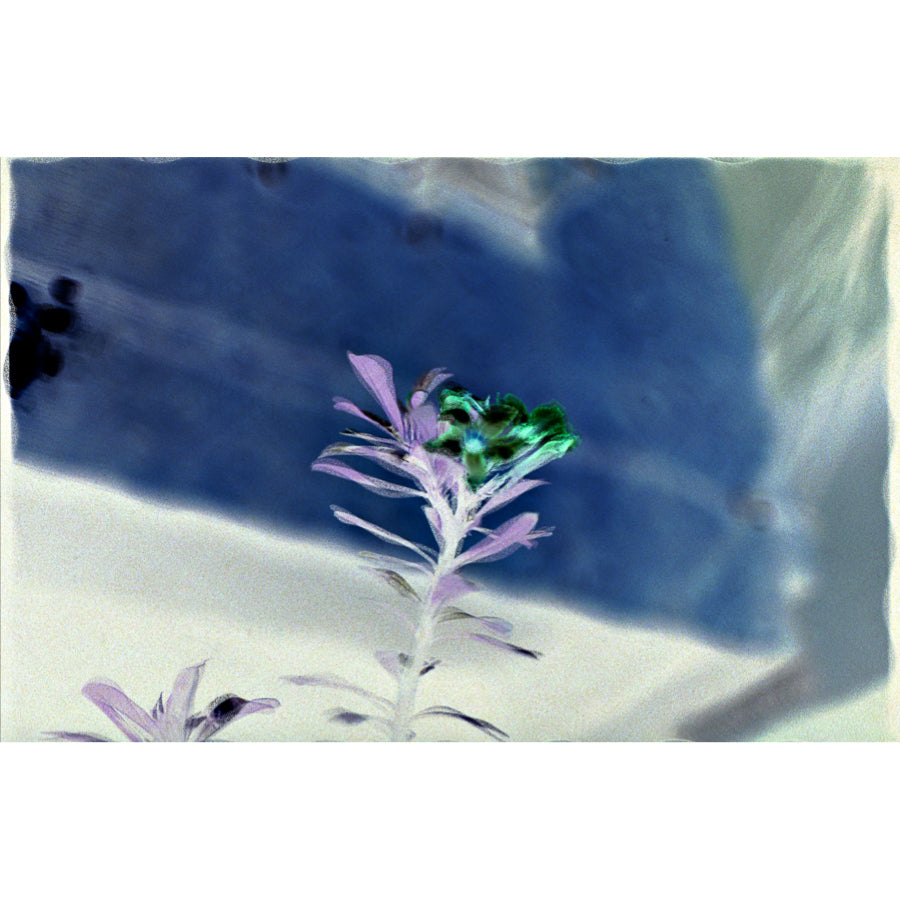 Motel flower at night