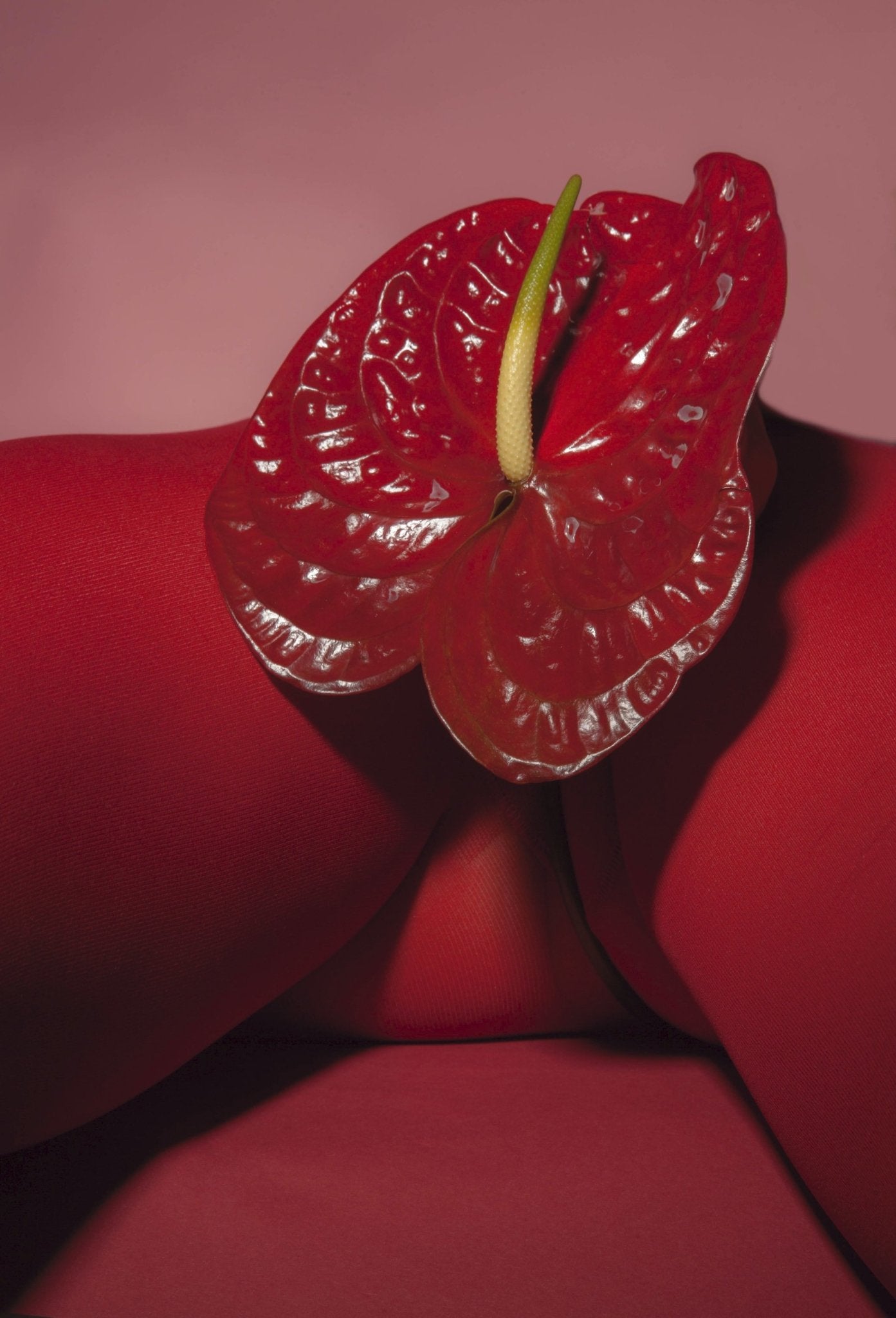 Les fleurs du male - Red Anthurium - The Curators